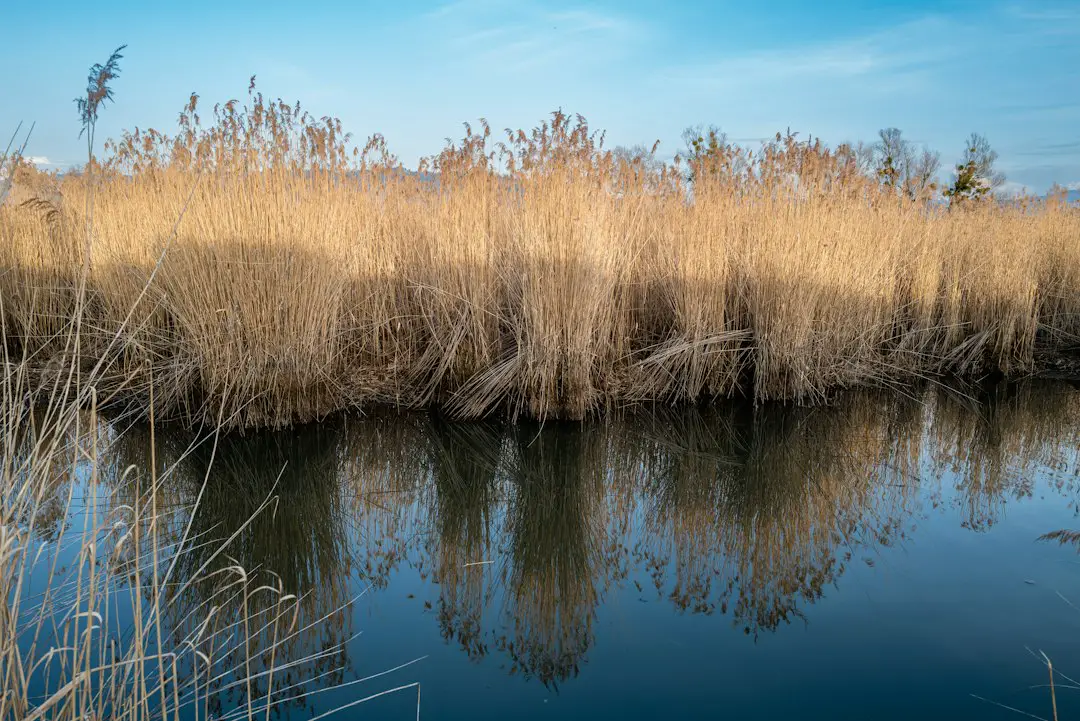 a body of water surrounded by tall dry grass
